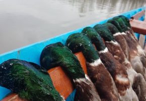 Duck Hunting in Serbia