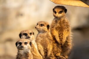 meerkat-animals-belgrade-zoo